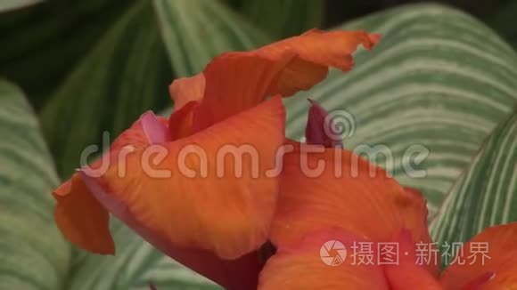 加拉帕戈斯群岛自然公园森林的红花植物。