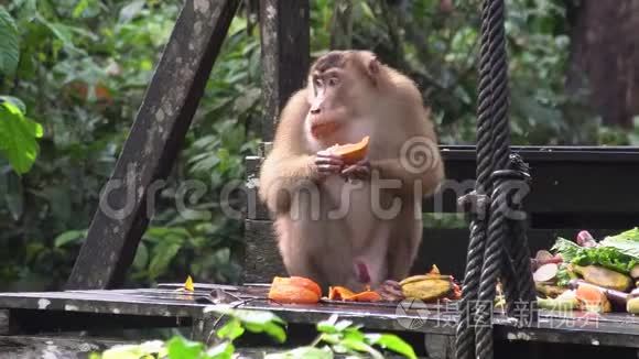 长尾猕猴食果台视频