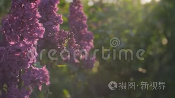 夕阳下春风拂面的丁香花视频