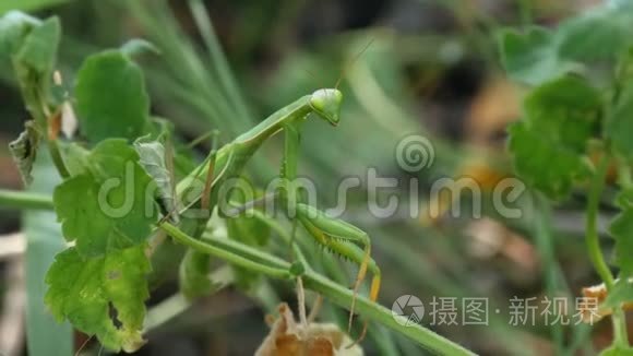 昆虫绿色的螳螂坐在草地上视频