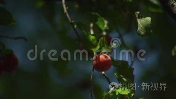 在夏日阳光明媚的日子里，花园里成熟的红色李子。