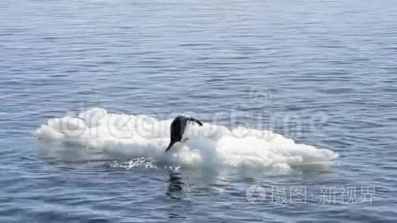古图企鹅在冰上嬉戏视频