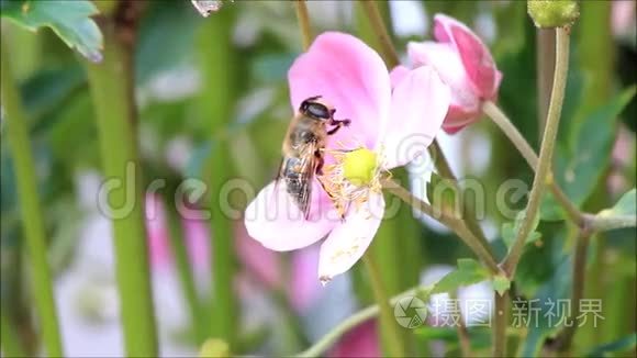 蜜蜂靠近粉红色的花