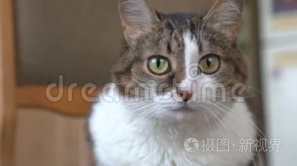 猫身上有白色条纹，躺在家里的椅子上。条纹纯种小猫。顽皮的小猫。