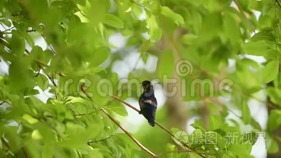 大自然中一棵树上的鸟紫杜鹃视频