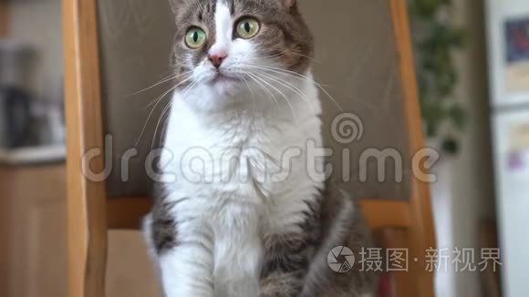 猫身上有白色条纹，躺在家里的椅子上。条纹纯种小猫。顽皮的小猫。