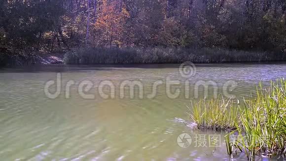 十月金色森林和蓝色湖泊景观视频