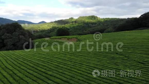 无人机在茶园拍摄空中美丽的风景。 田野里美丽的道路