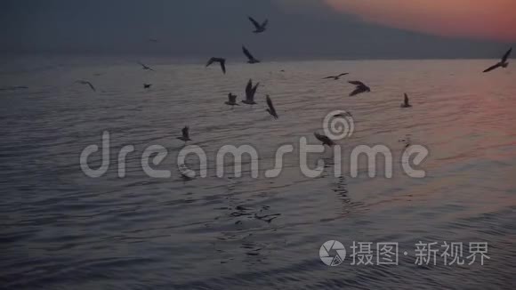灰色平静的水面日落和海鸟飞翔视频