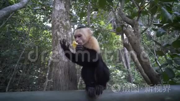 卡普钦猴子在木桥上吃饭视频