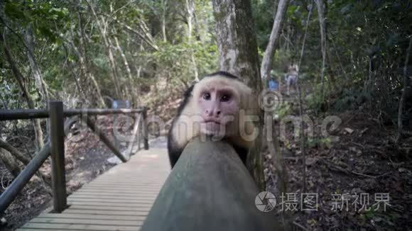 卡普钦猴子在木桥上放松视频