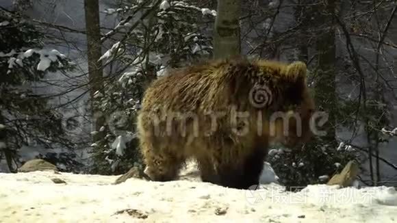 冬天森林里的棕熊。 三只熊在雪地里吃东西。