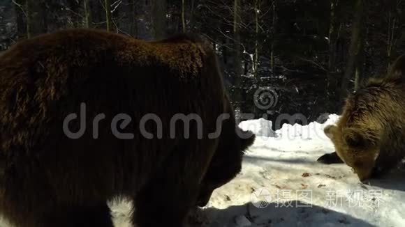 冬天森林里的棕熊。 三只熊在雪地里吃东西。