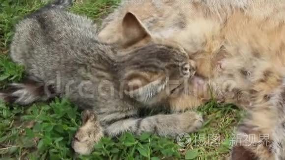 灰猫从母猫特写镜头中吸奶