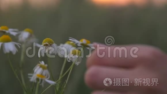 女人手触摸田野里的花