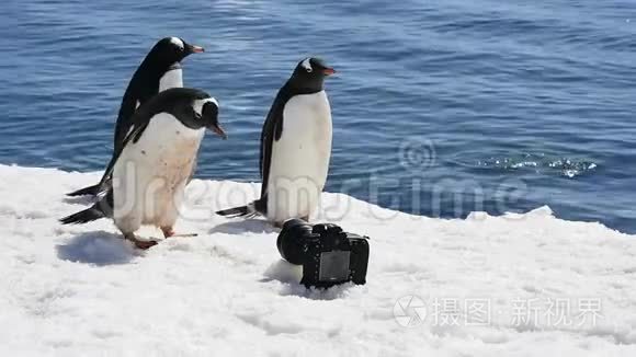 古图企鹅在冰上嬉戏视频