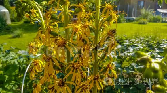 从圆锥花序花中收集花粉的蜜蜂视频