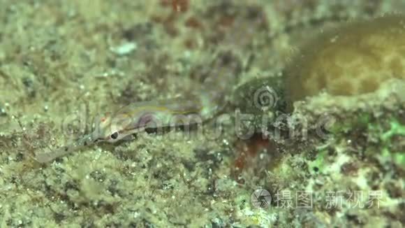 苏丹红海珊瑚夜潜于岛上的鱼视频