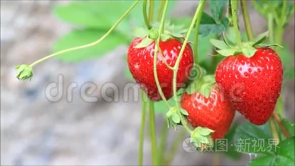 新鲜的红草莓视频