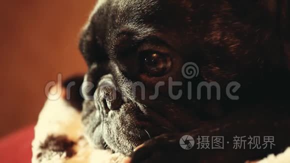 黑色法国斗牛犬眼睛镜头视频