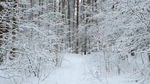 雪后在森林小路旁散步视频