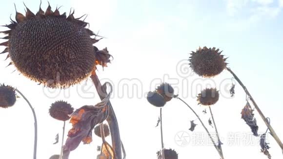 秋天田野上的干燥向日葵。 秋天收获葵花籽.. 向日葵特写镜头的干柄