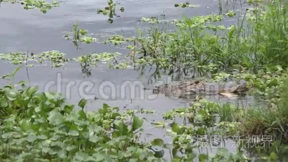 佛罗里达湿地的鳄鱼以大鱼为食视频