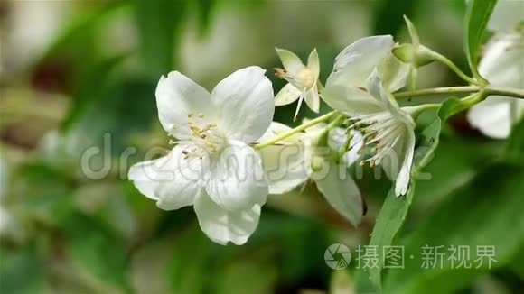 风上的茉莉花视频