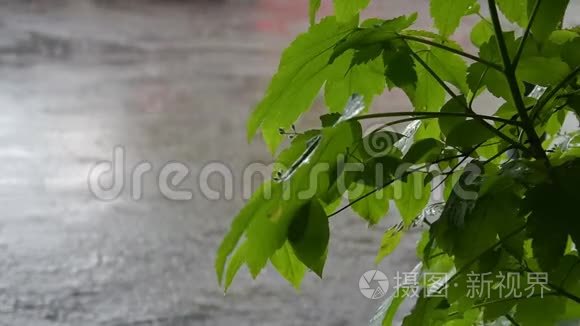 城市公园里的春雨视频