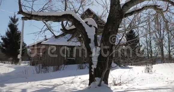 冬天老房子附近的老大树视频