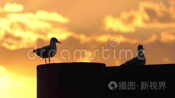 两只鸽子坐在混凝土墙上，夏天在斯隆莫的夕阳下