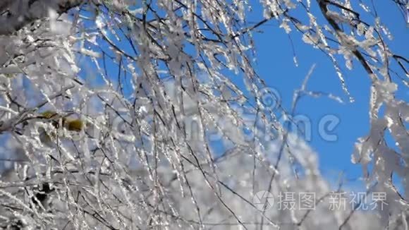 冰河时期树木的分支视频