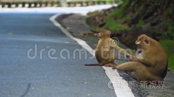 猴子坐在公园的路上。 亚洲，热带森林，国家公园..