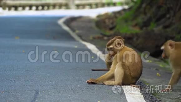 猴子坐在公园的路上。 亚洲，热带森林，国家公园..