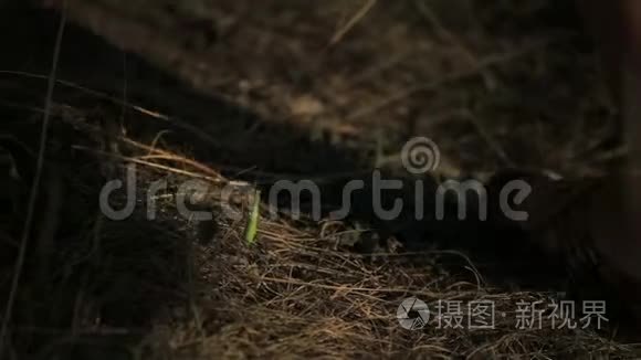 螳螂潜伏在草丛中视频