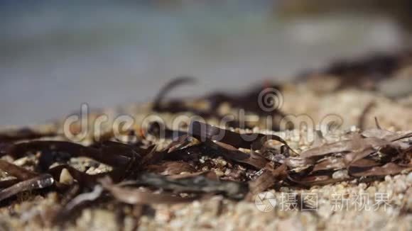 海边被风吹动的藻类的细节视频