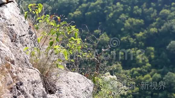 高山植物视频