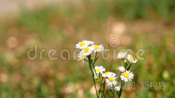 雏菊花上蜜蜂的特写视频