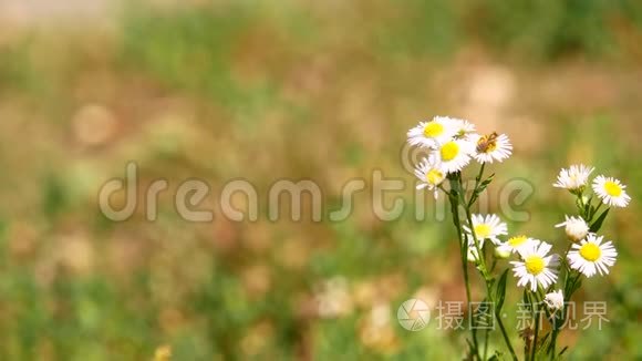 雏菊花上蜜蜂的特写视频