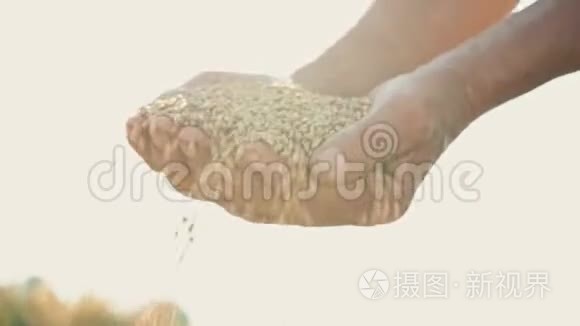 在阳光下农民手中的粮食，小麦是从地里人的手指里倒出来的