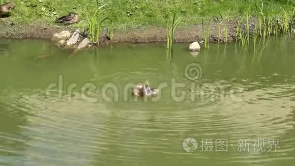 在炎热的下午在水上快乐的鸭子视频
