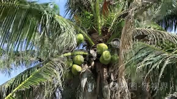 椰子棕榈树视频