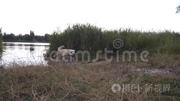 拉布拉多犬或金毛猎犬带着一根牙棒从湖里出来。 狗在玩大自然。 慢动作