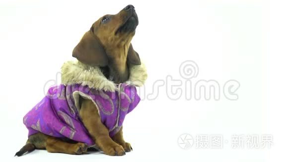 一只小毛猎犬穿着一件夹克，坐在白色背景上
