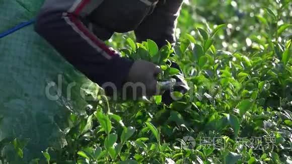 新鲜的绿茶叶和花蕾视频