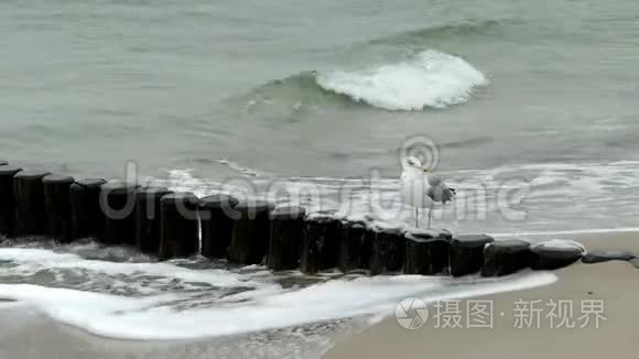 波罗的海海滩上巨大的黑背海鸥之路。 暴风雨天气。