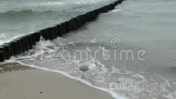 波罗的海海滩上巨大的黑背海鸥之路。 暴风雨天气