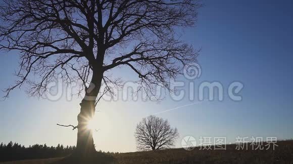 一个拿着铲子在田里散步的农夫。 他们携带种植树木的设备。 在日落的时候。 侧视图