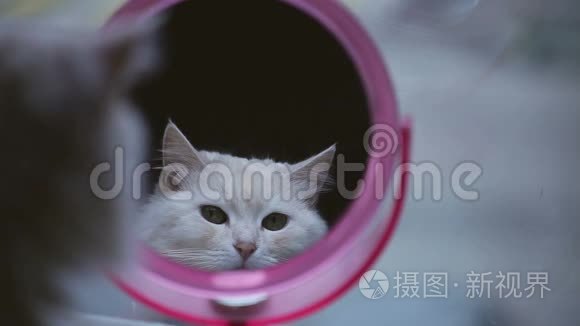 猫看着镜子里的倒影