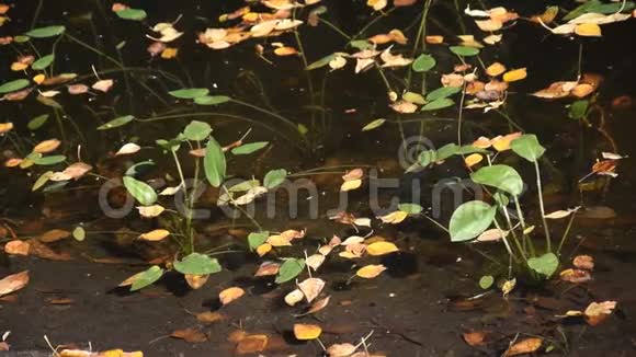 池塘里黄叶飘晴朗的秋日mov1080P视频素材